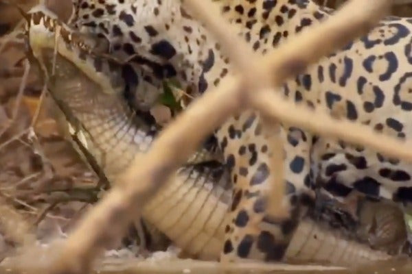 Η ύπουλη επίθεση ενός ιαγουάρου σε κροκόδειλο (βίντεο)